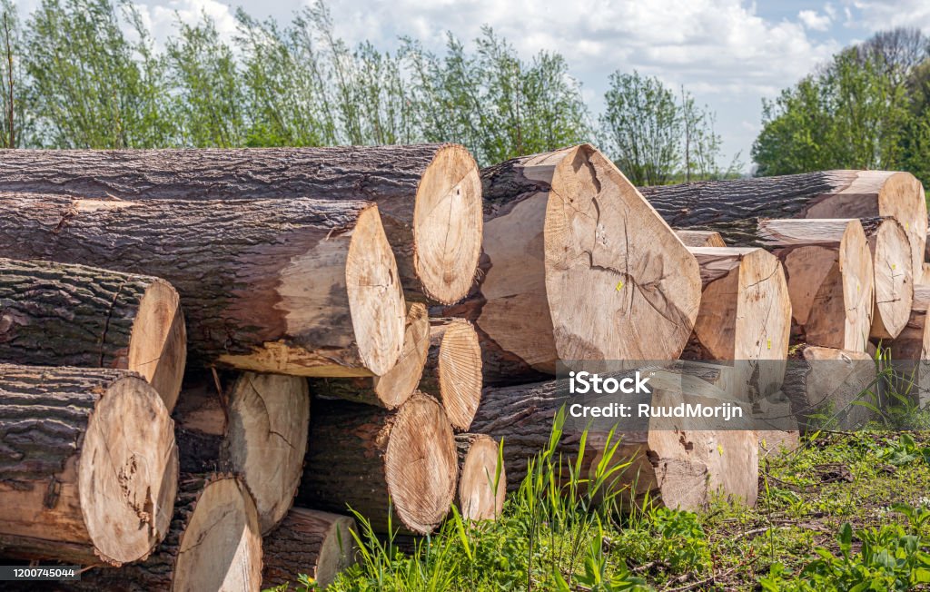 Spring Tree Trunk Stacked Thick Tree Trunks Waiting For Transportation Stock Photo ...