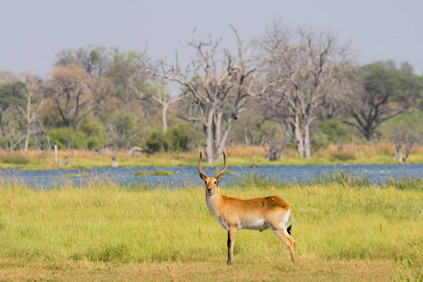 Letschwe (Kobus leche) on the Khwai River, Botswana, Africa,