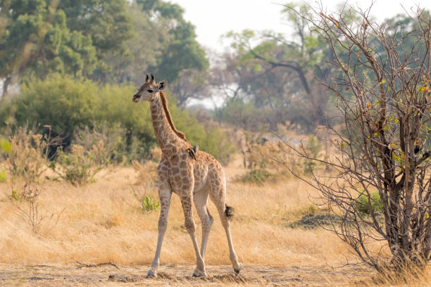 Young Cape Giraffe (G.c. giraffa) on the Khwai River, Botswana, Africa,