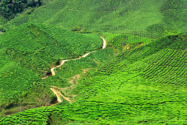 istock Tea farm at Cameron Highland, Malaysia 1200747705