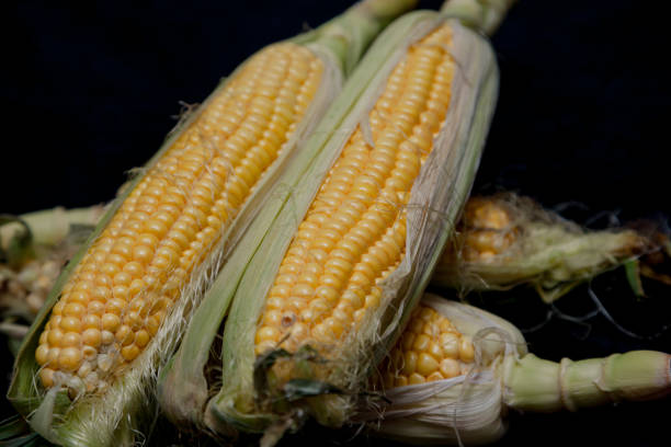 istock Cobs of ripe corn lie on black background 1200749481