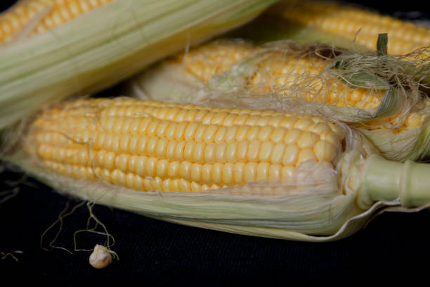 istock Cobs of ripe corn lie on black background 1200749501