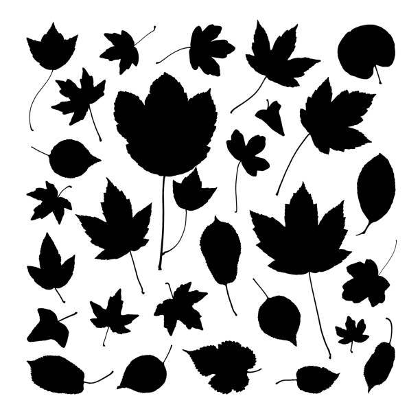 Autumn fall leaves silhouettes set in black color, maple chestnut ash oak birch gum beech walnut rowan elm trees foliage. leafs are included as art brushes in library stock illustration Autumn fall leaves silhouettes set in black color, maple chestnut ash oak birch gum beech walnut rowan elm trees foliage. leafs are included as art brushes in library stock illustration aspen leaf stock illustrations