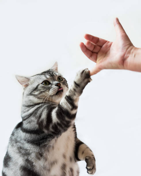 istock A woman reaches out to shake hands with a cat 1200751120