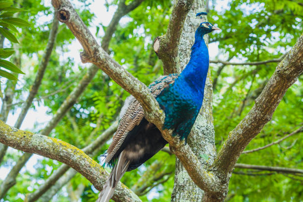 istock a blue peacock on the tree in a park 1200751298
