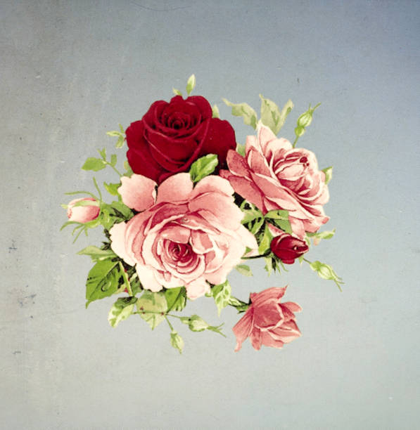 istock A bunch of roses with buds and leaves with plain background 1200752323