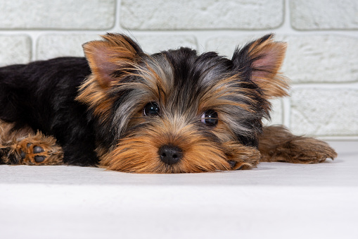 A Yorkshire Terrier puppy is lying asleep and quietly looking at the camera.