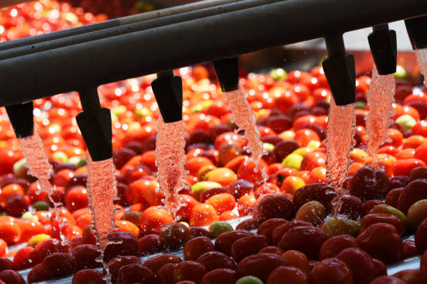 Tomatoes Tomatoes washing on the conveyor belt vegetable factory stock pictures, royalty-free photos & images