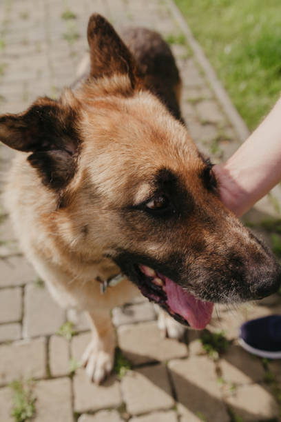 istock Owner strokes  German shepherd on stone walkway 1200752700
