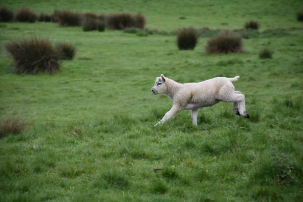 istock Cute Little White Lamb Playing in a Green Grass Field 1200755456