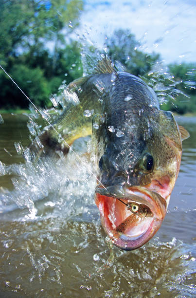 istock Largemouth Bass 6633 1200755640