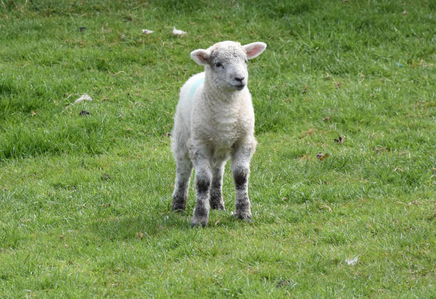 istock Cute Little White Lamb Playing in a Green Grass Field 1200755735