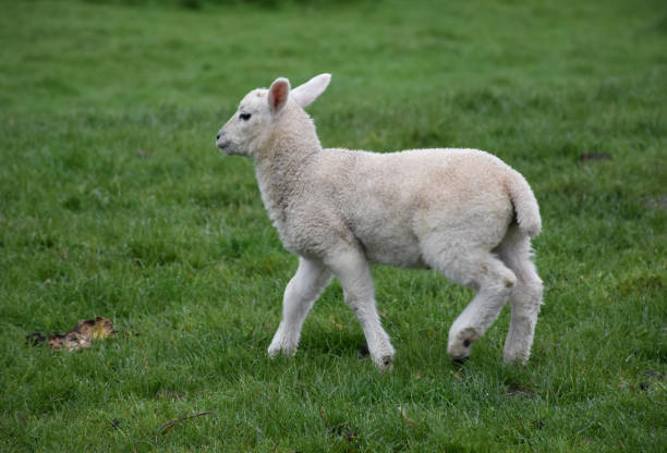 istock Cute Little White Lamb Playing in a Green Grass Field 1200755892