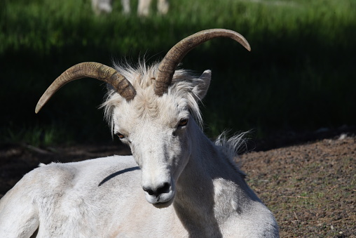 A young, male thinhorn sheep rests near Whitehorse, Yukon Territory, Canada.