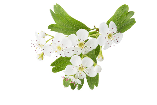 Blossoming branch of Hawthorn (May-tree) with white flowers and green leaves isolated on white background. Close-up.