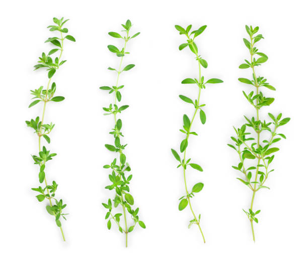istock Fresh thyme spice isolated on white background, Top view. Flat lay. 1200756140