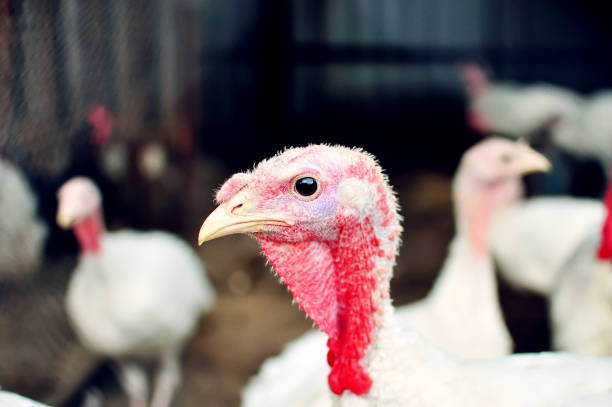 Farm of turkey-cocks. Walking of poultry