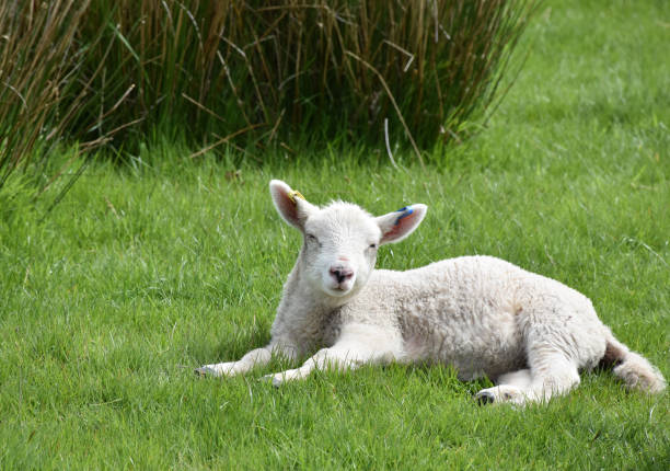 istock Cute Little White Lamb Playing in a Green Grass Field 1200756201