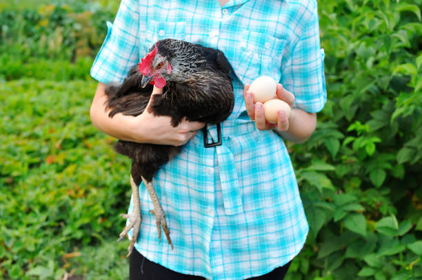 istock Holds in hand chicken a layer and house eggs 1200756210