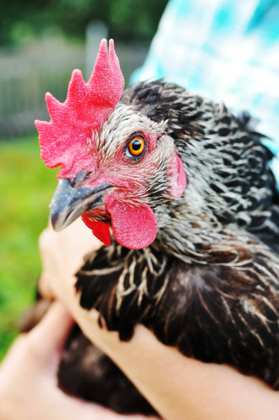 istock Black chicken portrait close-up. 1200756218