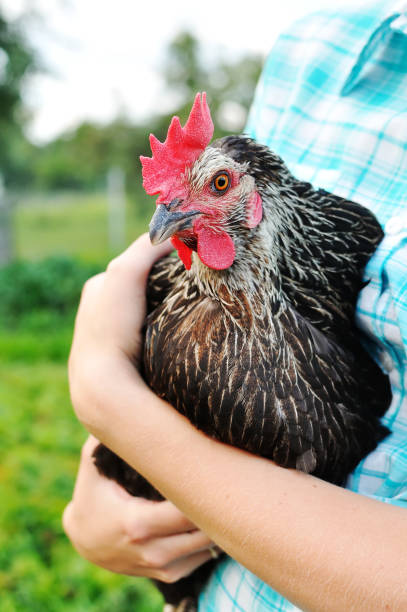 女の子に手に鶏 - poultry baby chicken eggs chicken ストックフォトと画像