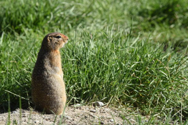 istock Adult Prairie Dog Guards its Burrow 1200756890