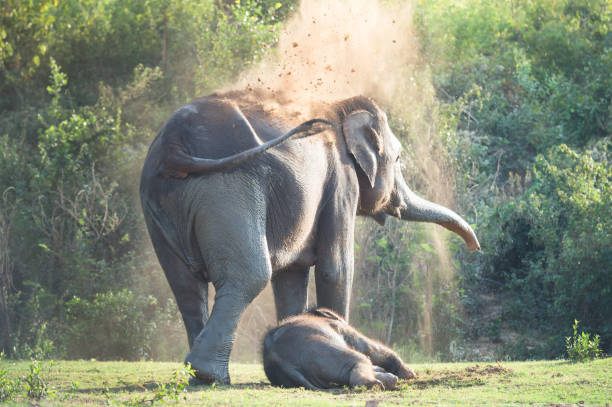 Elephants bathing and walking in the tropical rainforest river at Chiang Mai Thailand Elephants bathing and walking in the tropical rainforest river at Chiang Mai Thailand chiang rai province stock pictures, royalty-free photos & images