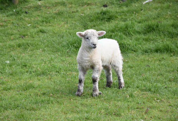 istock Cute Little White Lamb Playing in a Green Grass Field 1200757043