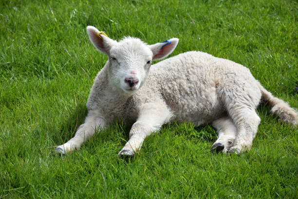 istock Cute Little White Lamb Playing in a Green Grass Field 1200757142