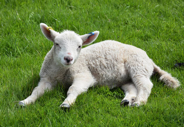 istock Cute Little White Lamb Playing in a Green Grass Field 1200757214