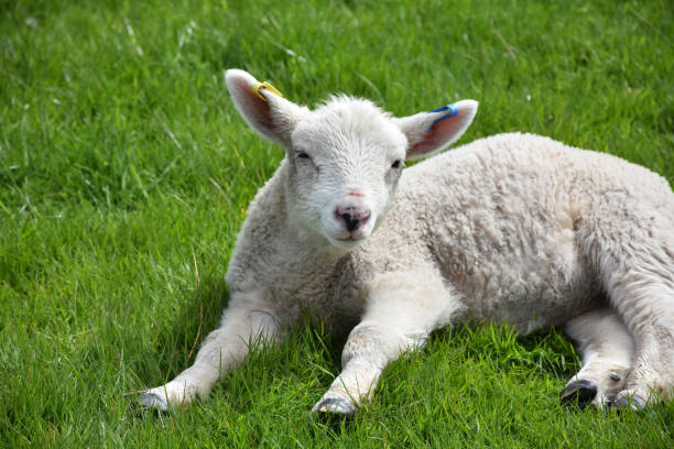 istock Cute Little White Lamb Playing in a Green Grass Field 1200757470