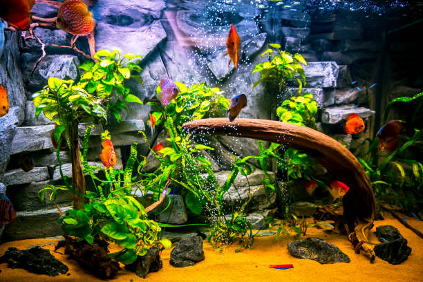 istock Fishes in aquarium 1200757484