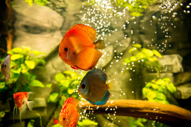Aquarium discus fish Aquarium discus fish discus fish stock pictures, royalty-free photos & images
