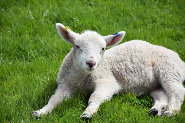 istock Cute Little White Lamb Playing in a Green Grass Field 1200757579