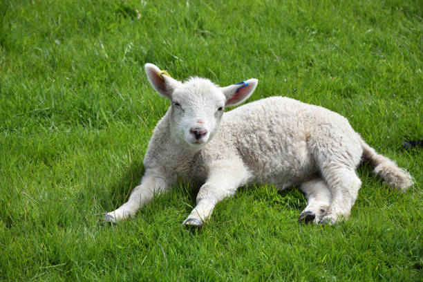 istock Cute Little White Lamb Playing in a Green Grass Field 1200757629