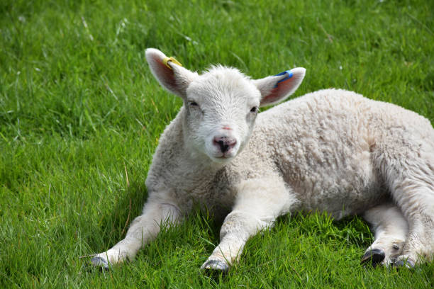 istock Cute Little White Lamb Playing in a Green Grass Field 1200757701