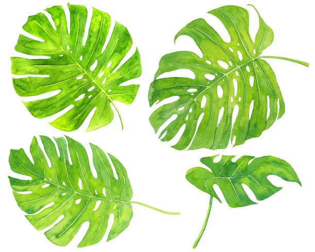 istock Watercolor monstera tropical leaves set on white background 1200759060
