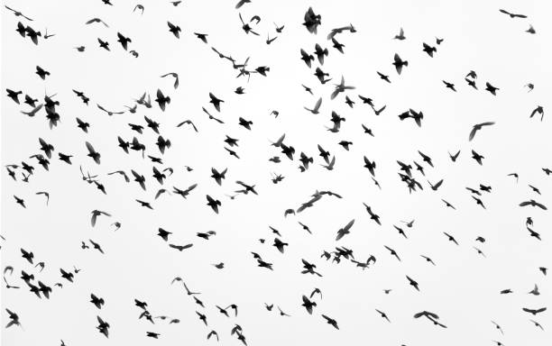 istock Flock of Starlings 1200759072