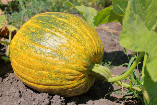 istock Ripe pumpkin lying in the garden. 1200759300