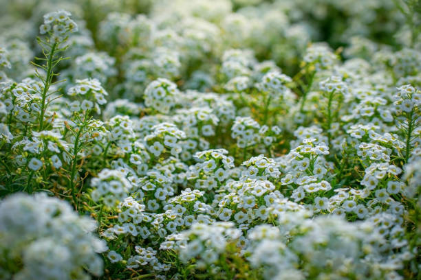 istock Flowers are alyssum close-up 1200759990