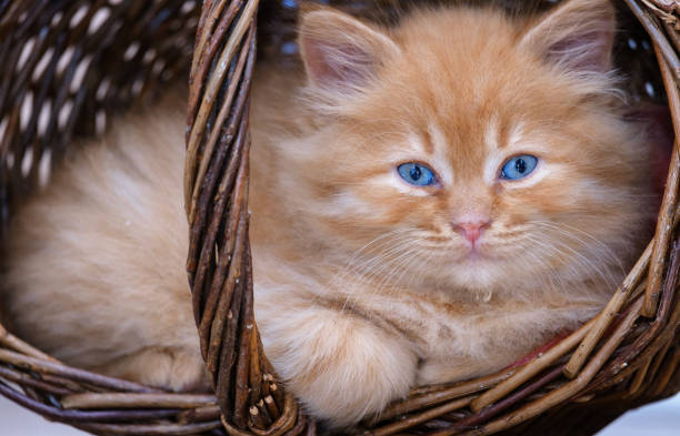 istock little kitten with blue eyes in a wicker basket 1200759995
