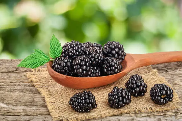 Photo of blackberry in spoon on the old wooden table with blurred garden background