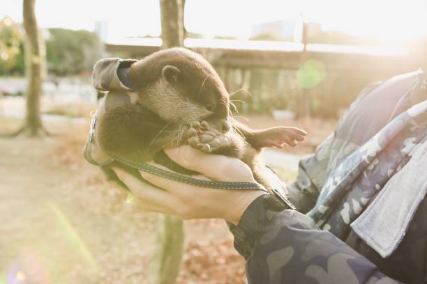 istock Baby Otter for Pet 1200760520