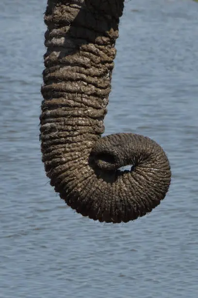 Only the elephant’s trunk is showing. It is curled at the end. There is water in the background 

The photo was taken in February 2019 at Okaukeujo Waterhole in Etosha National Park, Namibia.