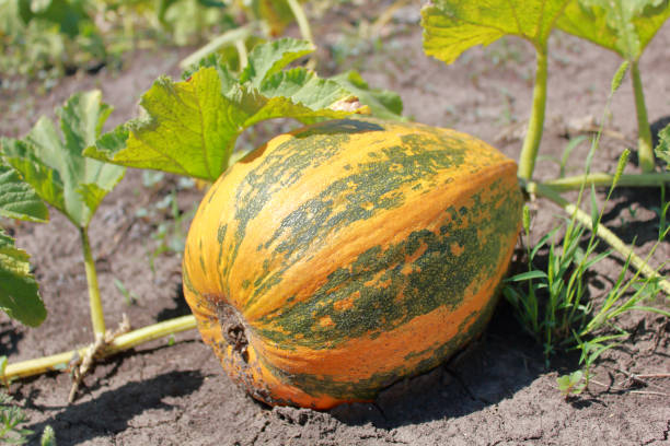 istock Bright ripened pumpkin lying in the garden. 1200762256