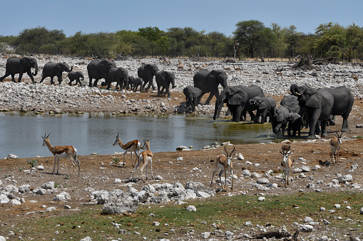 The elephant are walking up to the waterhole, and some are on the edge of the waterhole, drinking. There are springbok in the foreground, watching.\n\nThe photo was taken in February 2019 at Okaukeujo Waterhole in Etosha National Park, Namibia.