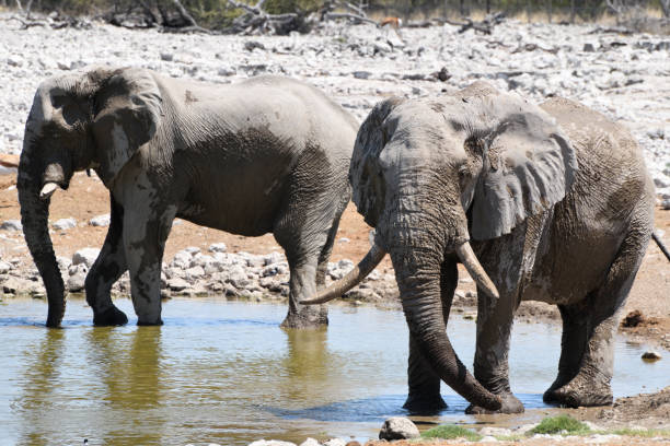 deux éléphants au trou d'eau d'okaukuejo. parc national d'etosha, namibie - safari animals elephant rear end animal nose photos et images de collection