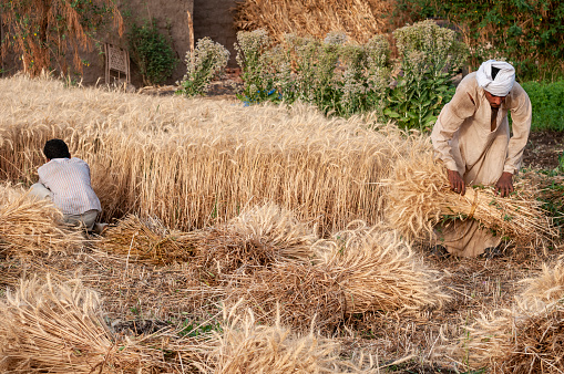 Egyptians harvest wheat in a field outside Luxor, Egypt