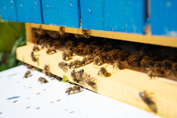 Bee hives stock photo