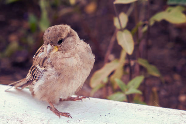 istock Sparrow close up stands on the curb 1200765712